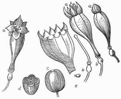 Plumier’s illustration in Nova Plantarum Americanum Genera of 1703