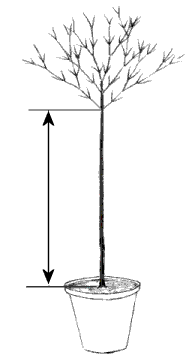 Picture of standard fuchsia
